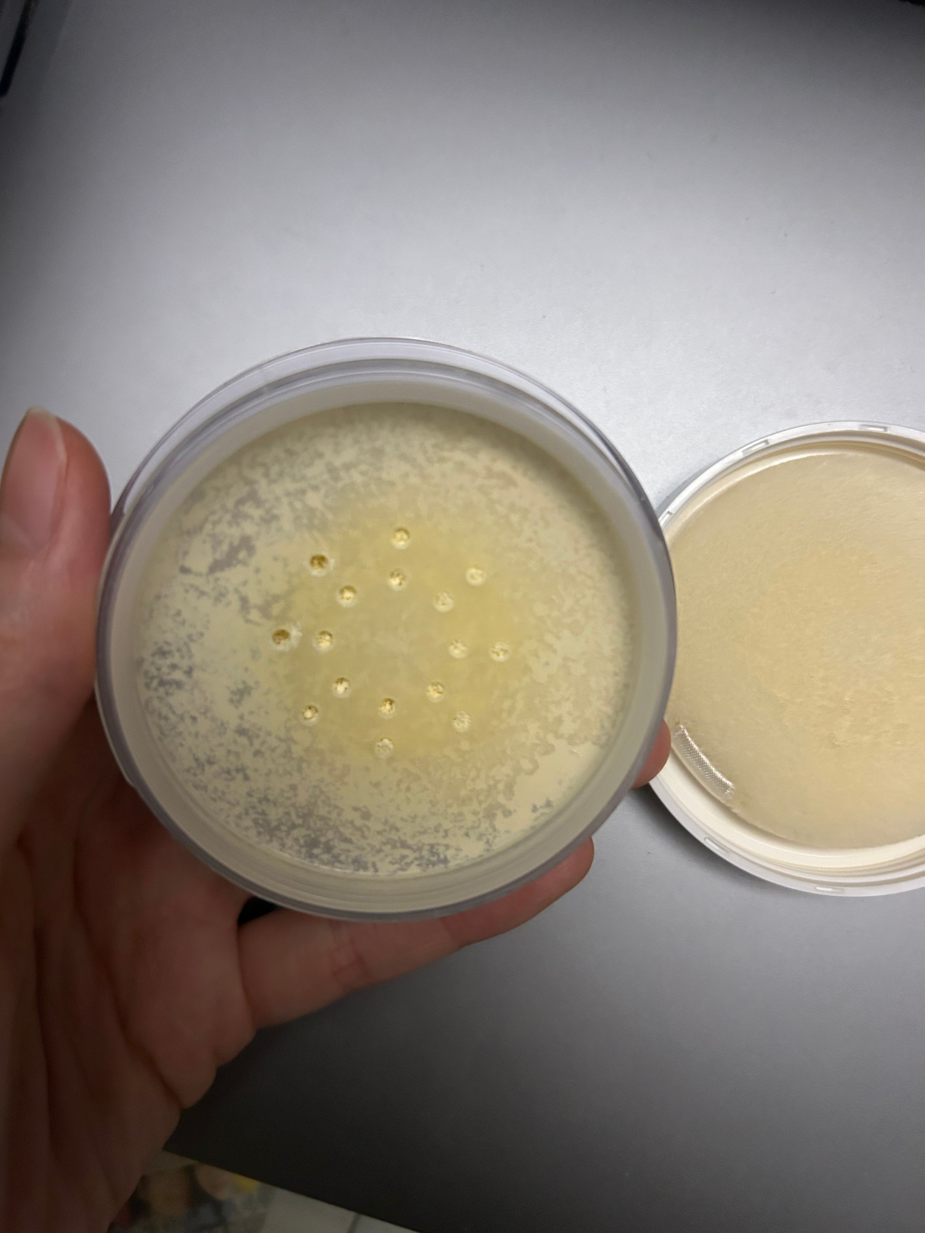 Rachel Wine UV 防曬粉 真實評價/實測照片 byU**r 1